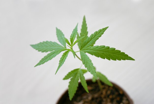 Foto planta joven de cannabi en casa