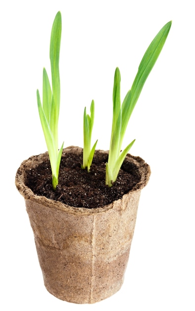 La planta joven crece a partir de un suelo fértil se aísla en un fondo blanco