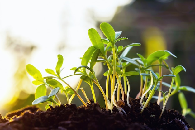 Planta joven, crecer, con, luz del sol, en, jardín