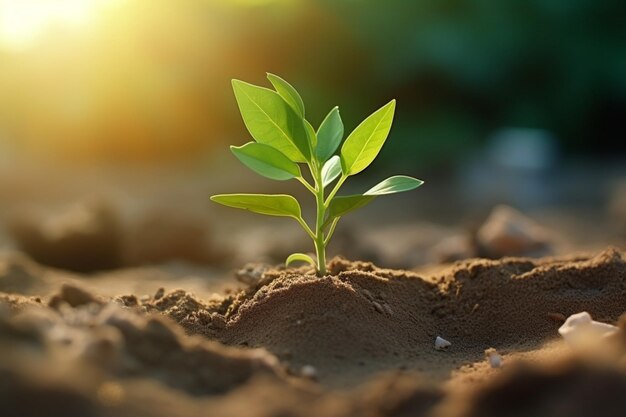 Foto una planta joven enterrada en la arena