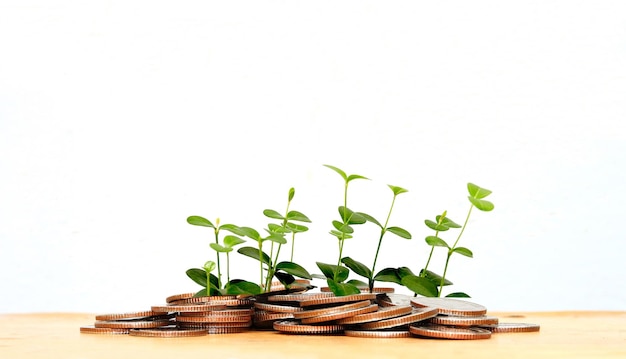 La planta joven está creciendo brotando de guardar monedas aisladas en blanco. Concepto de inversión