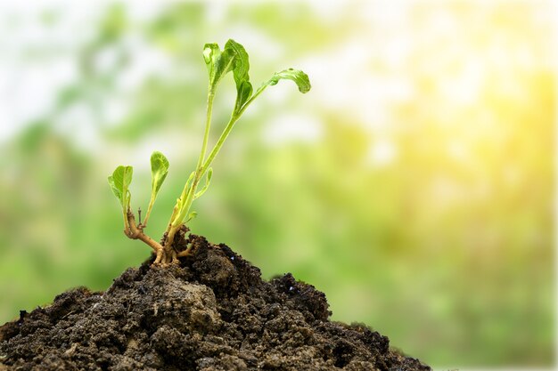 Planta joven fresca en el suelo con hermosa naturaleza verde y fondo de luz solar