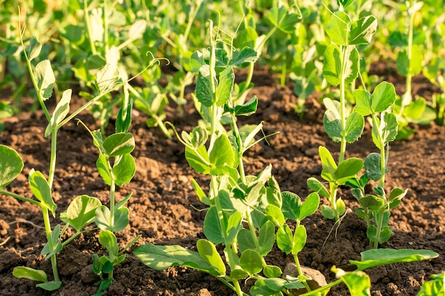 Planta joven de guisantes vegetales verdes en el suelo