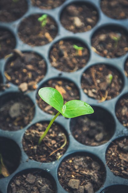 Planta joven en la luz de la mañana en un fondo de la bandeja de la semilla.