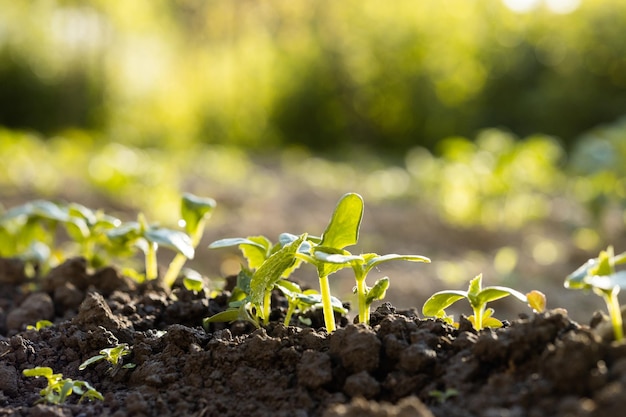 Planta joven a la luz del sol Planta en crecimiento Planta de semillero