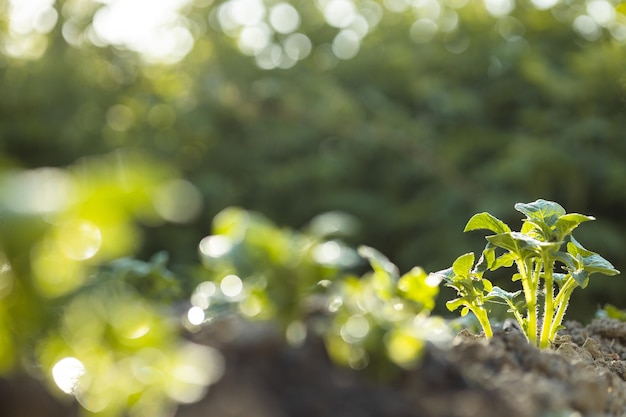 Planta joven a la luz del sol