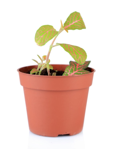 Planta joven en maceta aislado en blanco