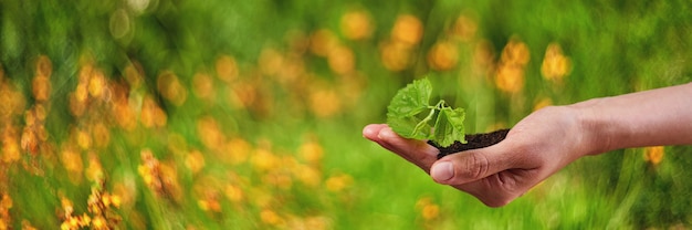 Planta joven nueva vida a la luz del sol, crecimiento, plántula.