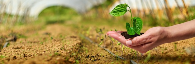 Planta joven plantada en crecimiento, plántula en invernadero. Nuevo concepto de vida.