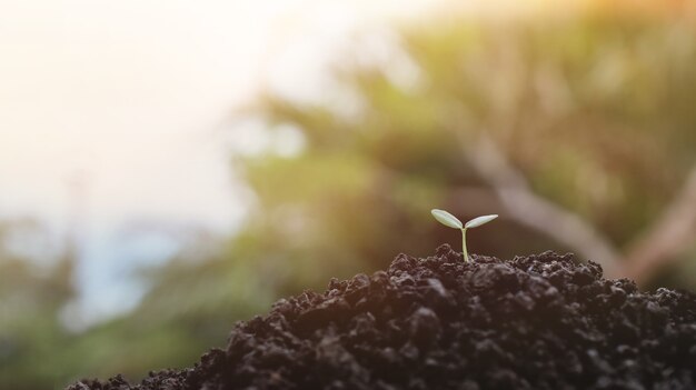 Planta joven que crece en el fondo de la luz del sol, plántula de plantas