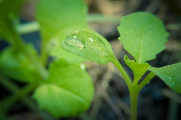 Planta joven que crece en la luz y gota de agua.