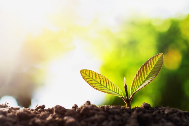 Planta joven que crece con la luz del sol. concepto de ecología