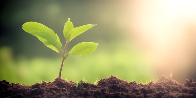 Planta joven que crece a la luz del sol