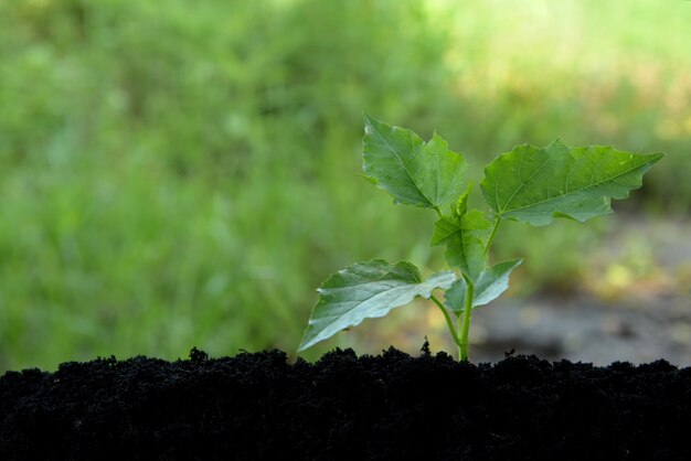 planta joven que crece en la naturaleza