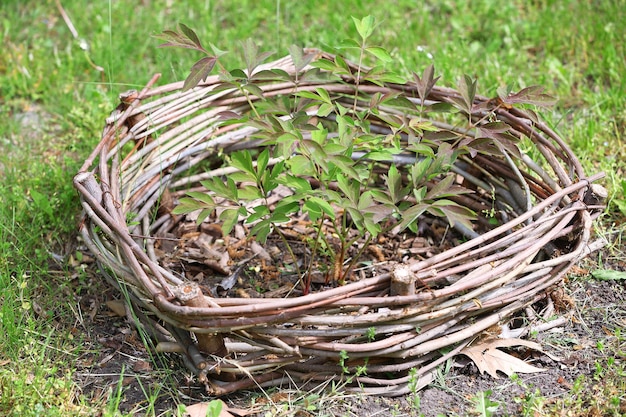 Planta joven que crece en primavera