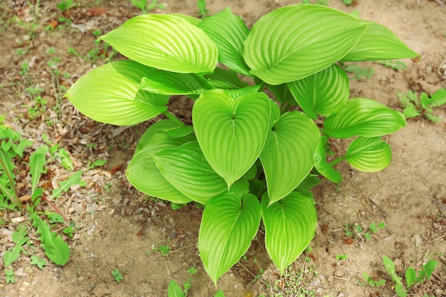 Planta joven que crece en primavera