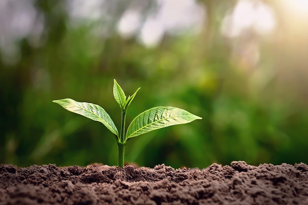 planta joven que crece con sol en la naturaleza. concepto de agricultura y día de la tierra