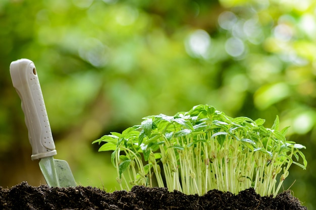 Planta joven que crece en el suelo