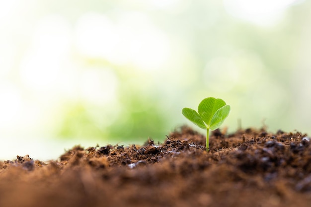 planta joven que crece en la tierra con sol en la naturaleza concepto ecológico del día de la tierra