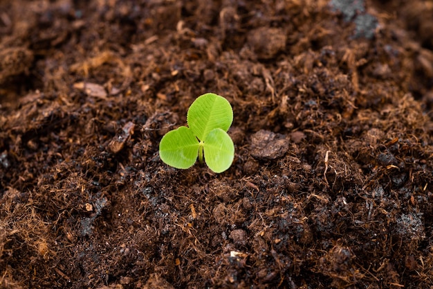 planta joven que crece en la tierra con sol en la naturaleza concepto ecológico del día de la tierra