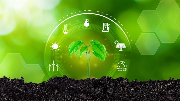 Planta joven Siembra que crece a la luz del sol Fuentes de conceptos ambientales y ecológicos para el desarrollo renovable y sostenible Agricultura de tecnología digital y concepto de agricultura inteligente