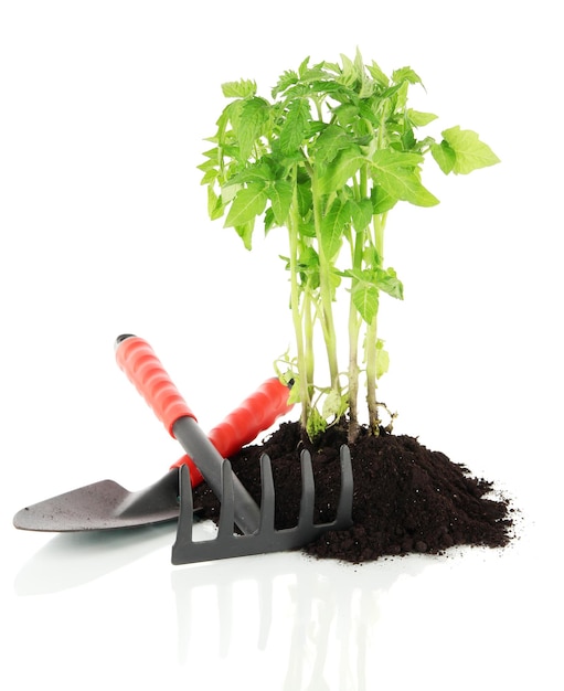 Planta joven en suelo aislado en blanco