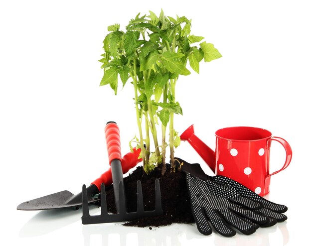 Planta joven en suelo aislado en blanco