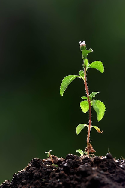 planta joven en suelo en bosque