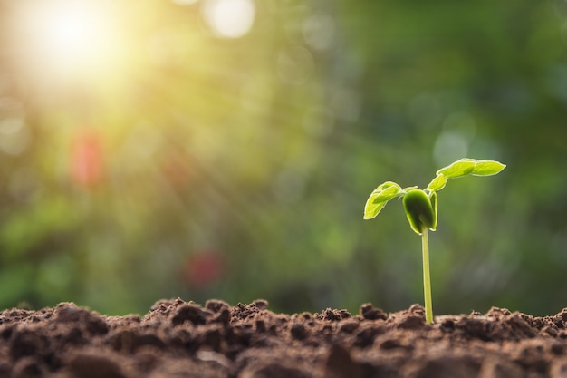 Planta joven verde que crece en suelo en fondo de la naturaleza