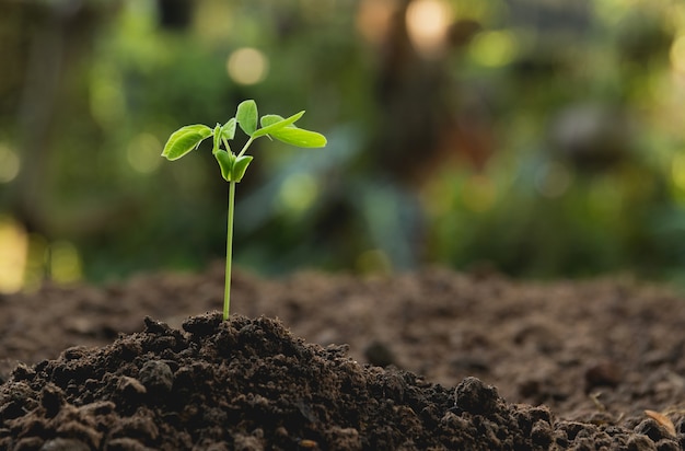 Planta joven verde que crece en el suelo en el fondo de la naturaleza