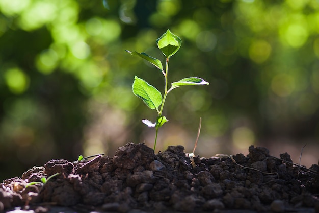 Planta joven