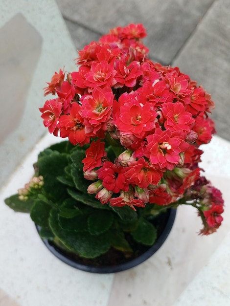 Foto planta de kalanchoe roja con olla