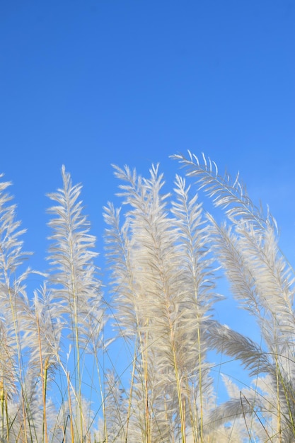 planta Kash floresceu ou flores de catkin e tremendo com fluxo de ar sob o céu azul