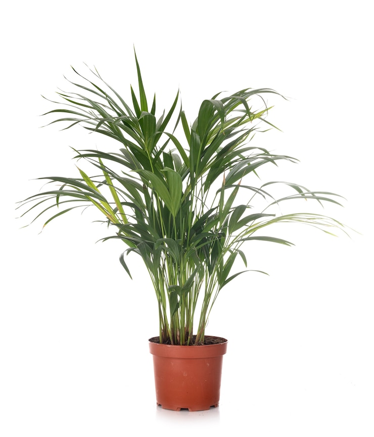Foto planta kentia em vaso