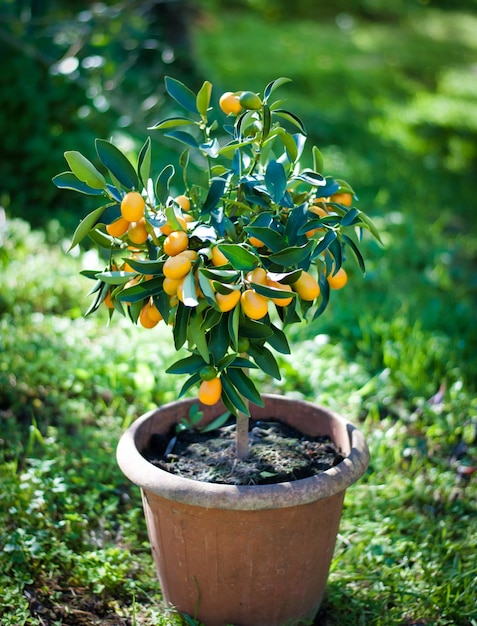 Planta Kumquat em uma panela