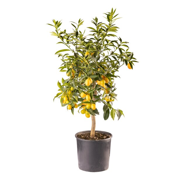 Planta kumquat o Citrus japonica