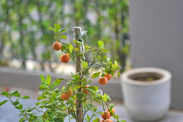 Foto planta de kumquat o cumquats o citrus japonica thunb o rutaceae