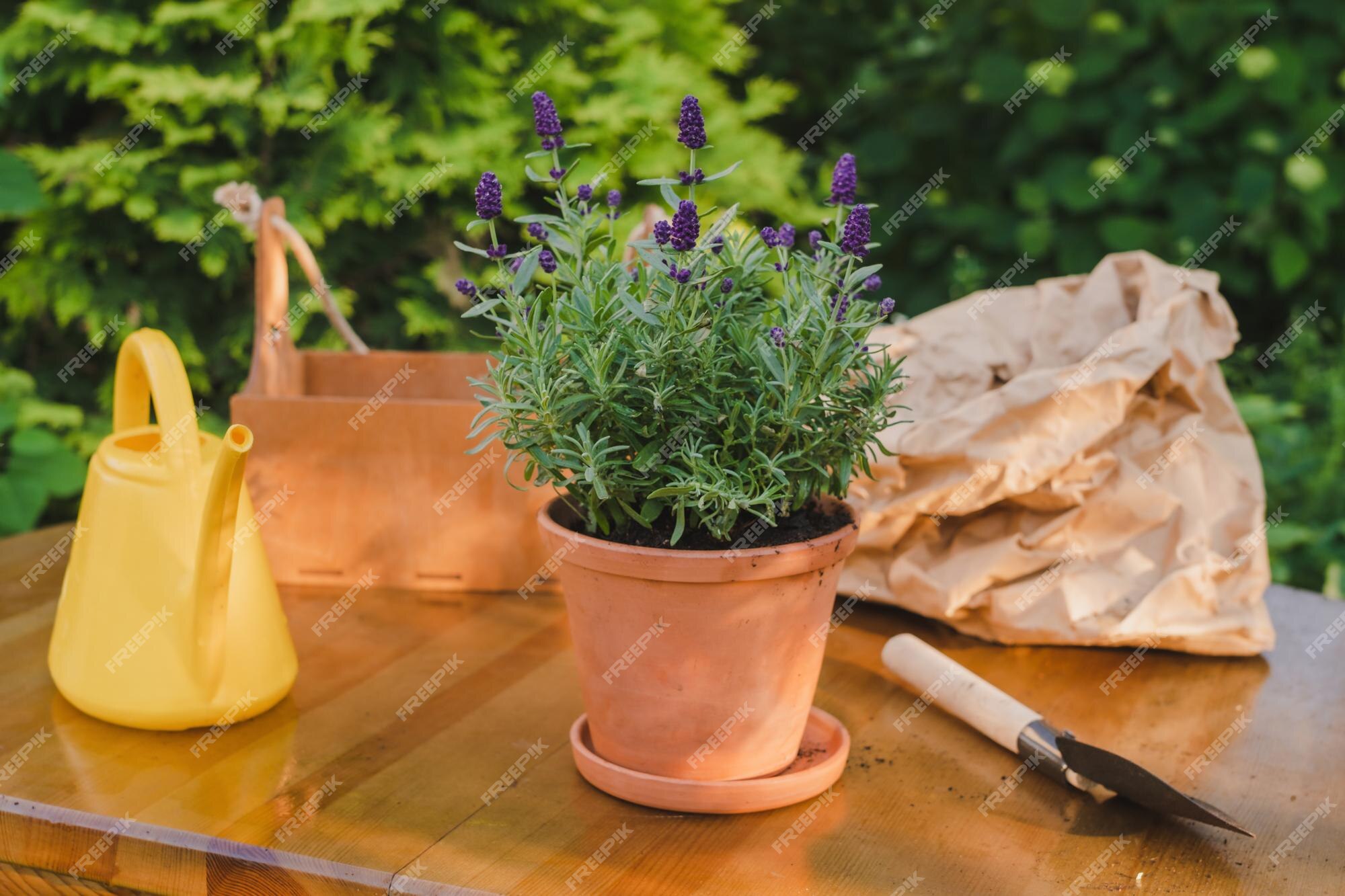 Planta de lavanda en maceta en la mesa en el jardín trasero | Foto Premium