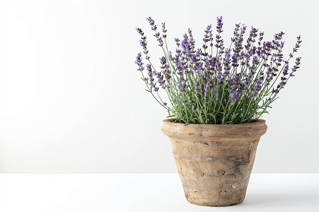 Planta de lavanda sobre un fondo blanco