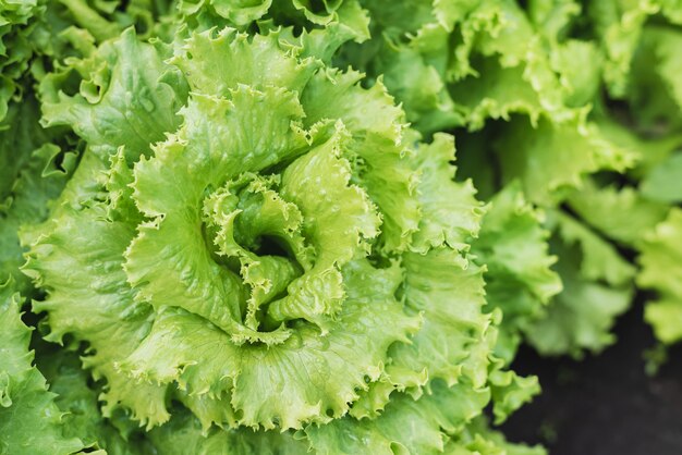 Planta de lechuga crece en un huerto en una aldea en el sol