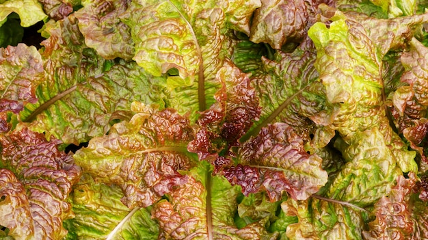 Planta de la lechuga del roble rojo en una granja del huerto.