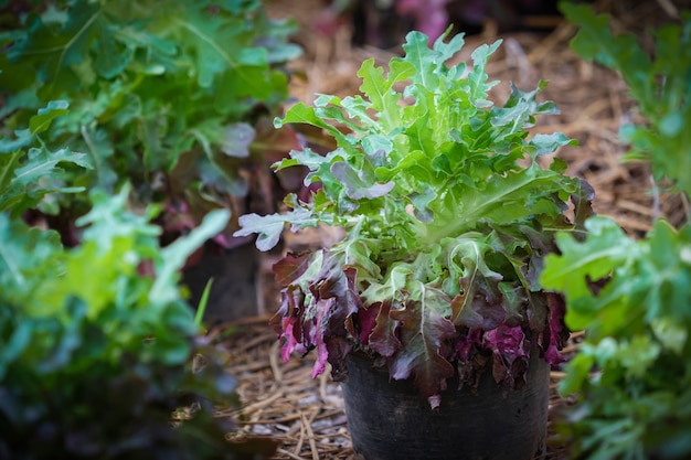 Planta de lechuga de roble rojo en huerta