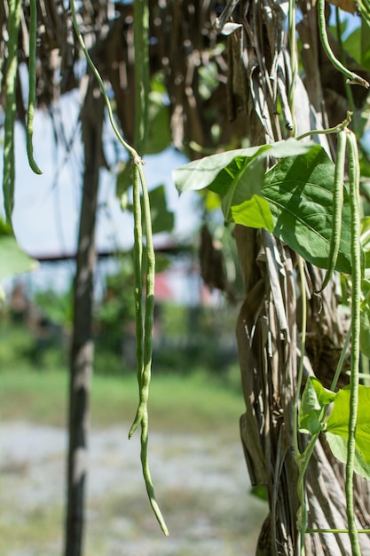 Planta de lentejas se arrastra en el jardín.