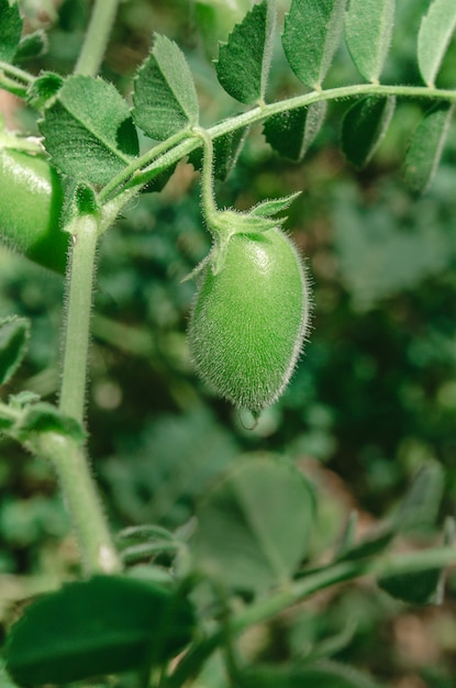 Planta de lentejas (Lens culinaris)