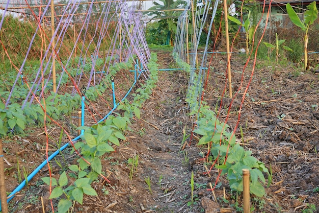 Planta de lentejas.