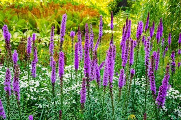 La planta de Liatris es azul en el jardín.