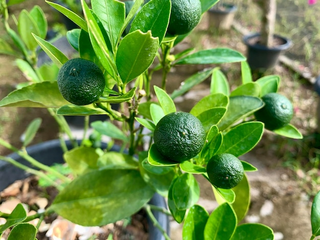 planta de lima con hojas verdes y frutos en una olla