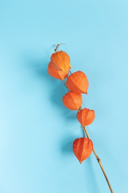 Planta de linterna china (Physalis franchetii) en rama azul de physalis.