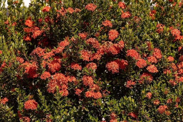 Planta de llama roja de la selva Flor del género Ixora