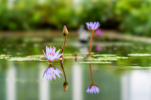 Foto planta de loto ubicada en bandung, indonesia.